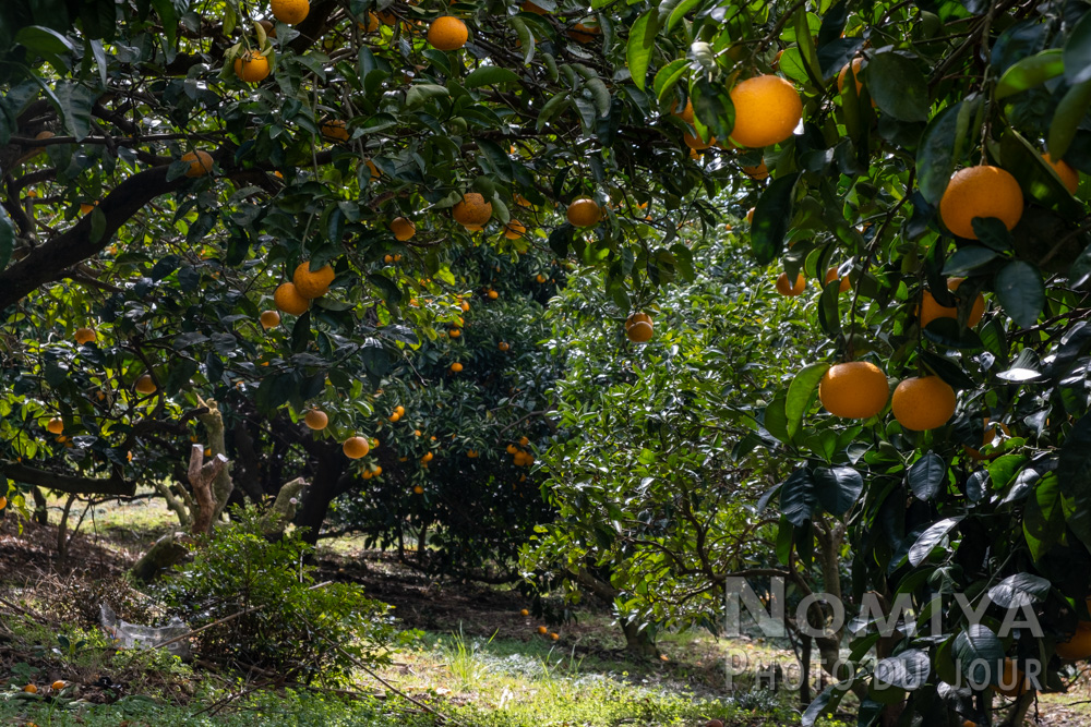 La région de Shizuoka, située sur la côte est du Japon, est connue pour être l'un des principaux producteurs d'oranges du pays