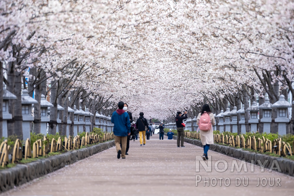 pic de floraison pour admirer les cerisiers au temple Tsurugaoka Hachiman-gu