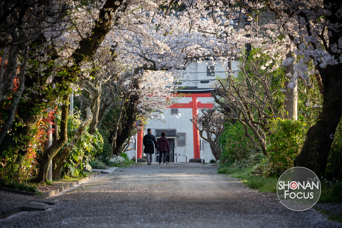 pic de floraison pour admirer les cerisiers a Kamakura