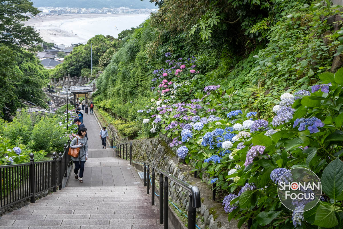 couleurs des hortensias Kamakura