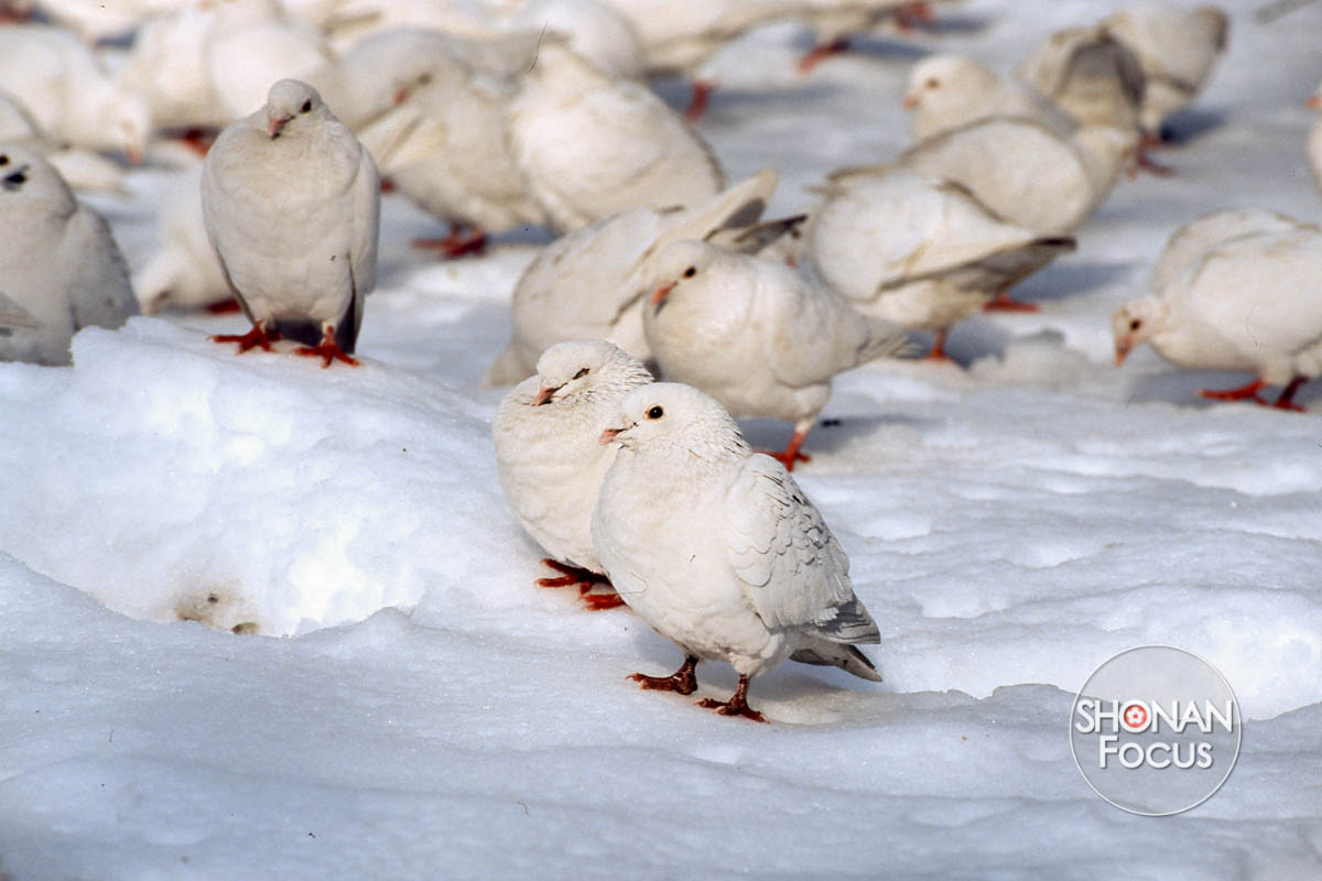 Pigeons dans la neige devant le temple de Yasukuni