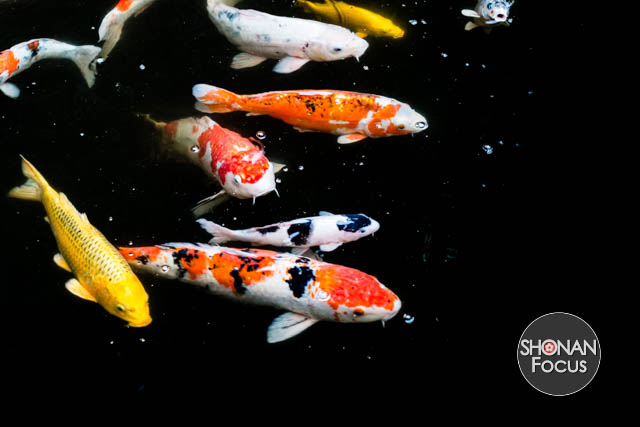 Editorial Photography