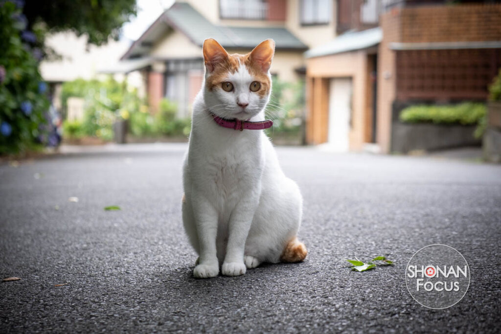 Celebrating Neko no Hi